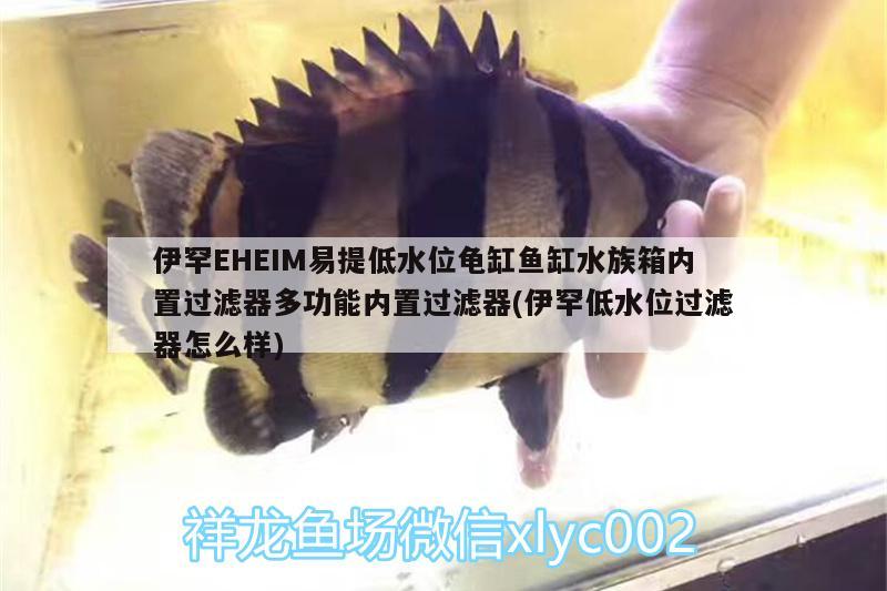 伊罕EHEIM易提低水位龜缸魚缸水族箱內(nèi)置過濾器多功能內(nèi)置過濾器(伊罕低水位過濾器怎么樣)