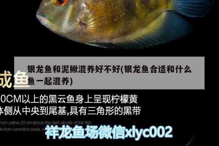 銀龍魚和泥鰍混養(yǎng)好不好(銀龍魚合適和什么魚一起混養(yǎng)) 銀龍魚