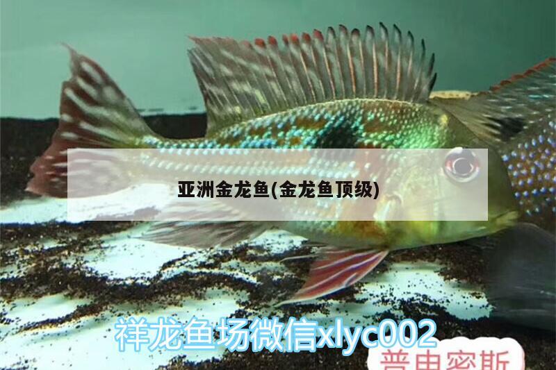 亞洲金龍魚(金龍魚頂級) 廣州水族批發(fā)市場