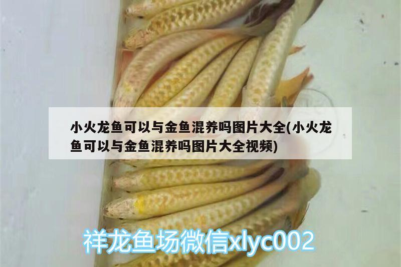 小火龍魚可以與金魚混養(yǎng)嗎圖片大全(小火龍魚可以與金魚混養(yǎng)嗎圖片大全視頻) 鸚鵡魚