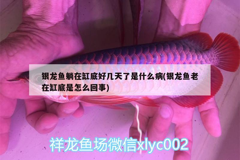 銀龍魚躺在缸底好幾天了是什么病(銀龍魚老在缸底是怎么回事) 銀龍魚