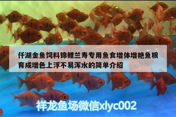 仟湖金魚飼料錦鯉蘭壽專用魚食增體增艷魚糧育成增色上浮不易渾水的簡單介紹 仟湖