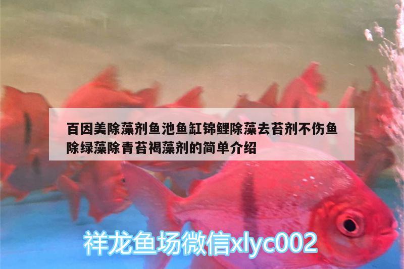 百因美除藻劑魚池魚缸錦鯉除藻去苔劑不傷魚除綠藻除青苔褐藻劑的簡單介紹