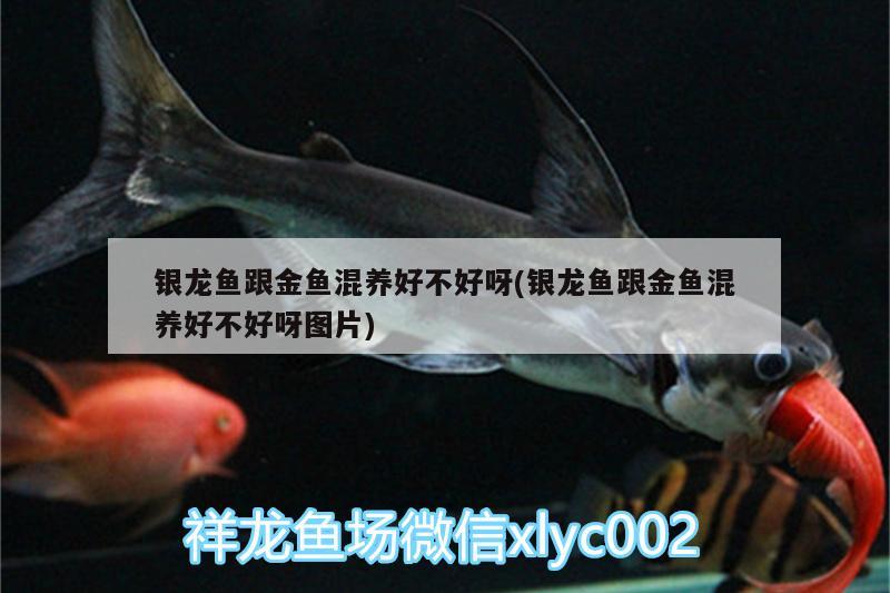 銀龍魚跟金魚混養(yǎng)好不好呀(銀龍魚跟金魚混養(yǎng)好不好呀圖片)