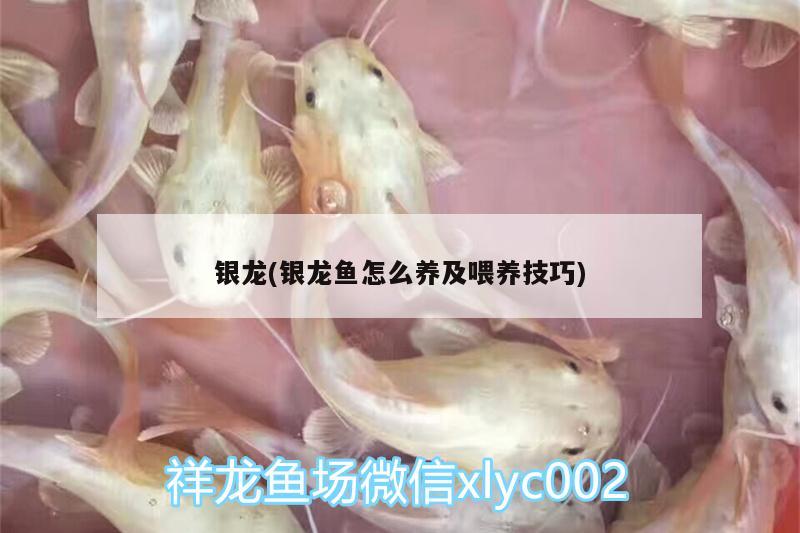 銀龍(銀龍魚怎么養(yǎng)及喂養(yǎng)技巧) 銀龍魚