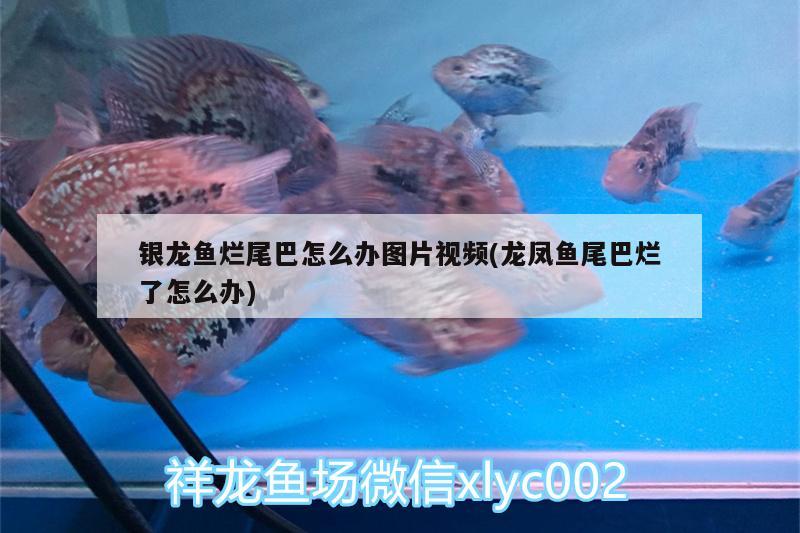 銀龍魚爛尾巴怎么辦圖片視頻(龍鳳魚尾巴爛了怎么辦) 銀龍魚