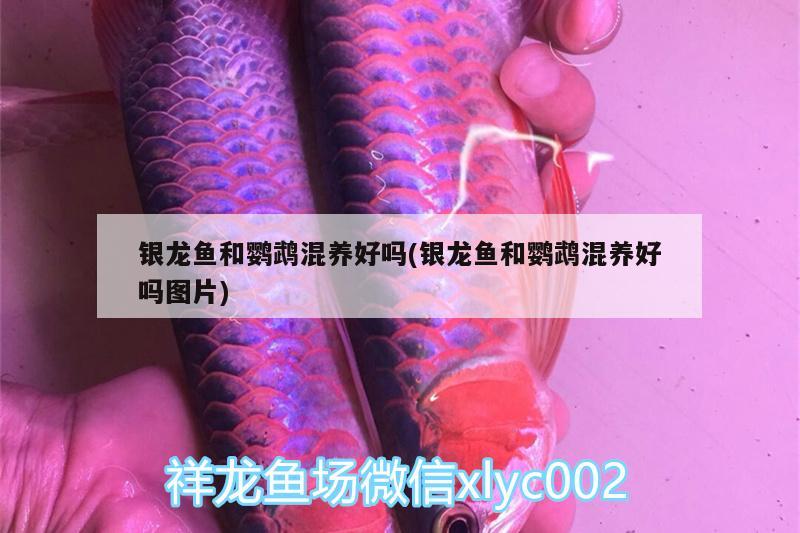 銀龍魚和鸚鵡混養(yǎng)好嗎(銀龍魚和鸚鵡混養(yǎng)好嗎圖片) 鸚鵡魚