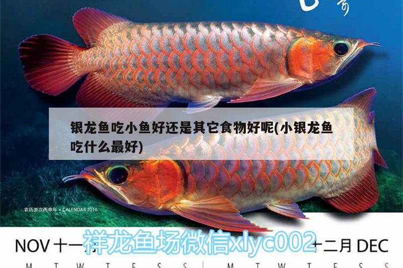 銀龍魚(yú)吃小魚(yú)好還是其它食物好呢(小銀龍魚(yú)吃什么最好)