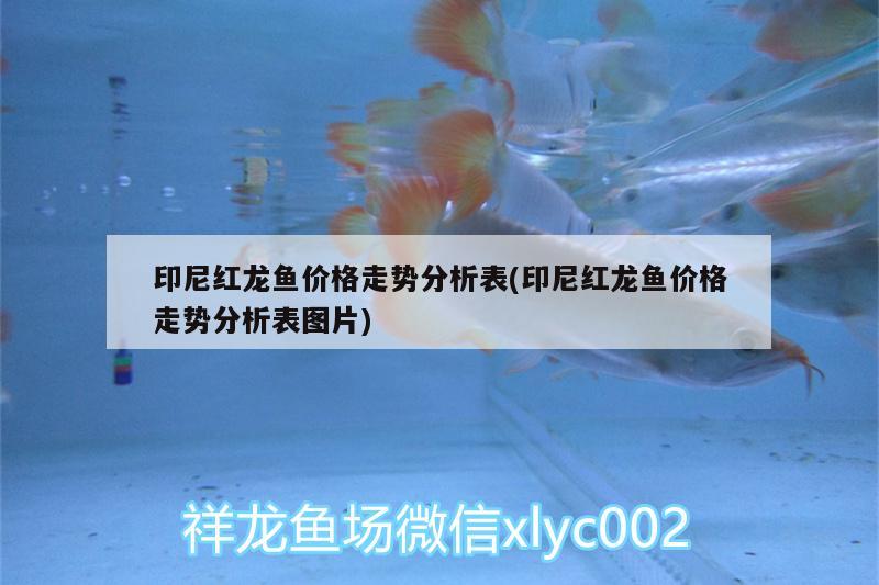 印尼紅龍魚價格走勢分析表(印尼紅龍魚價格走勢分析表圖片)