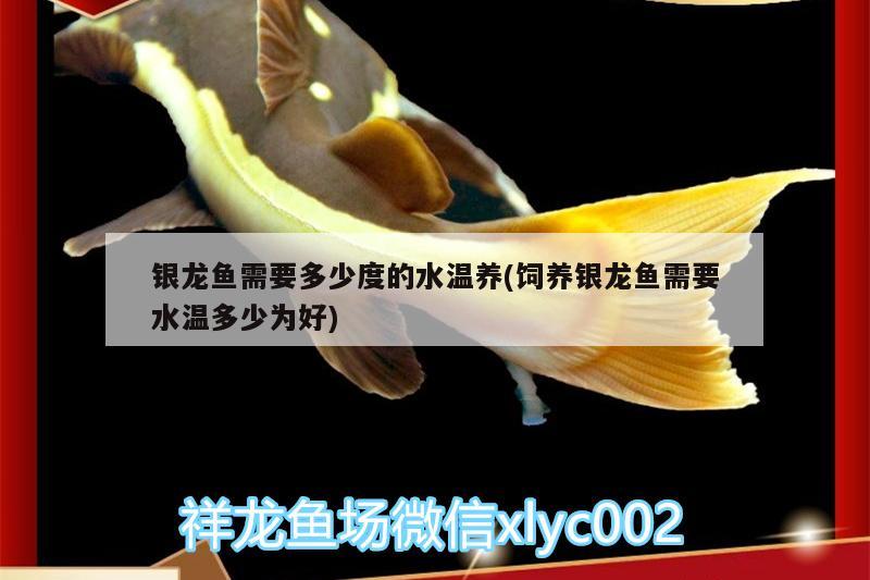 銀龍魚需要多少度的水溫養(yǎng)(飼養(yǎng)銀龍魚需要水溫多少為好) 銀龍魚百科