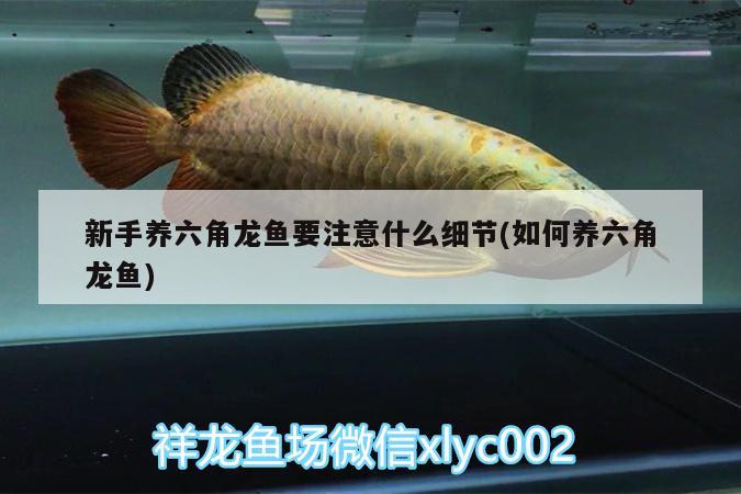 新手養(yǎng)六角龍魚要注意什么細(xì)節(jié)(如何養(yǎng)六角龍魚) 祥龍超血紅龍魚