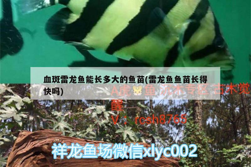 血斑雷龍魚(yú)能長(zhǎng)多大的魚(yú)苗(雷龍魚(yú)魚(yú)苗長(zhǎng)得快嗎) 黃金招財(cái)貓魚(yú) 第2張