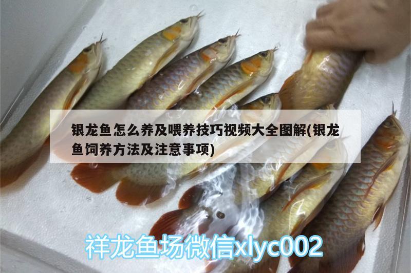 銀龍魚怎么養(yǎng)及喂養(yǎng)技巧視頻大全圖解(銀龍魚飼養(yǎng)方法及注意事項(xiàng)) 銀龍魚百科