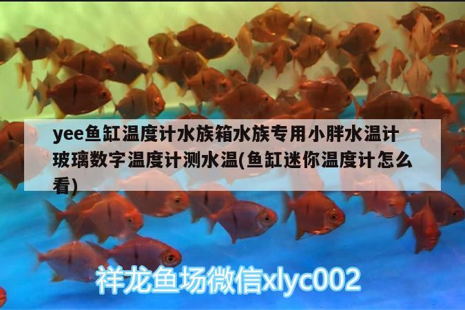 yee魚缸溫度計(jì)水族箱水族專用小胖水溫計(jì)玻璃數(shù)字溫度計(jì)測(cè)水溫(魚缸迷你溫度計(jì)怎么看)