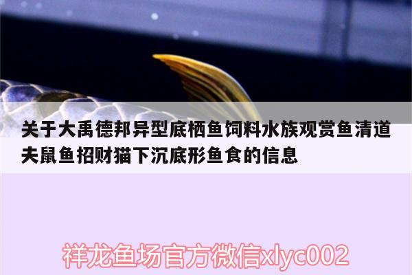 關(guān)于大禹德邦異型底棲魚飼料水族觀賞魚清道夫鼠魚招財貓下沉底形魚食的信息 廣州水族器材濾材批發(fā)市場