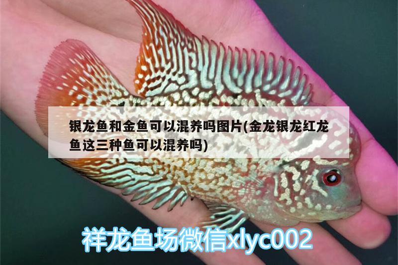 銀龍魚和金魚可以混養(yǎng)嗎圖片(金龍銀龍紅龍魚這三種魚可以混養(yǎng)嗎) 銀龍魚