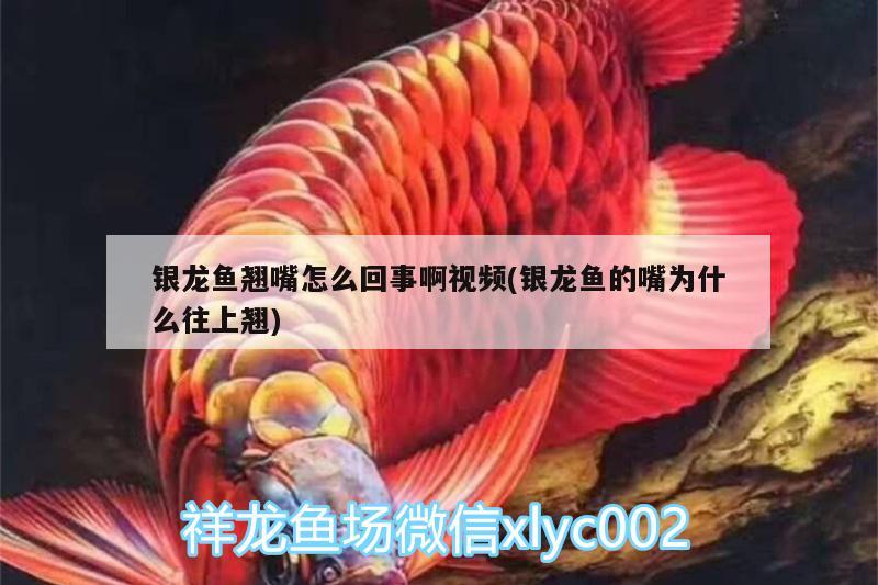 銀龍魚(yú)翹嘴怎么回事啊視頻(銀龍魚(yú)的嘴為什么往上翹) 銀龍魚(yú)