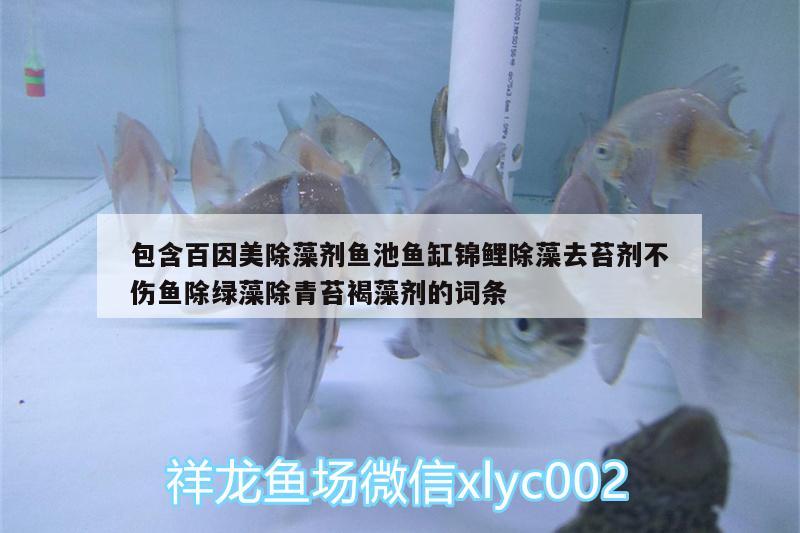 包含百因美除藻劑魚池魚缸錦鯉除藻去苔劑不傷魚除綠藻除青苔褐藻劑的詞條