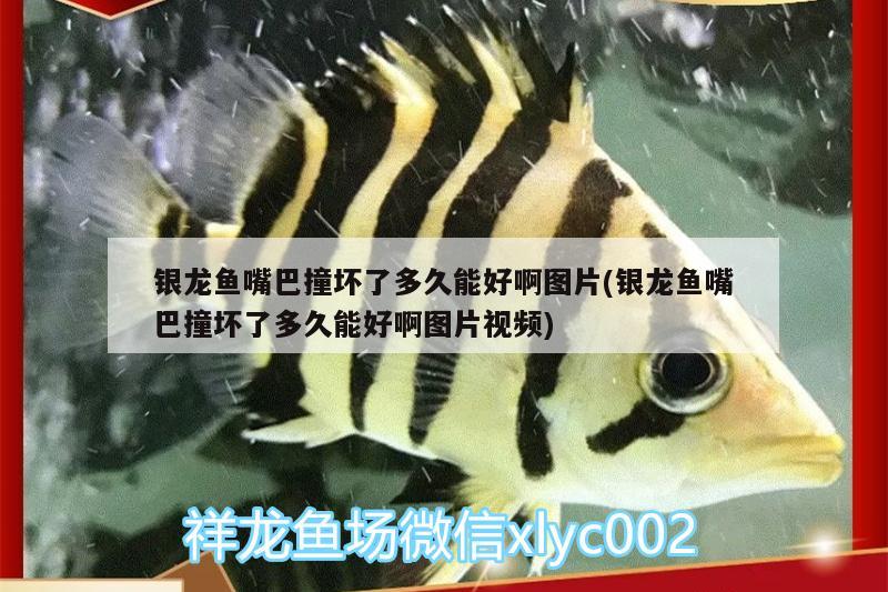 銀龍魚嘴巴撞壞了多久能好啊圖片(銀龍魚嘴巴撞壞了多久能好啊圖片視頻) 銀龍魚百科