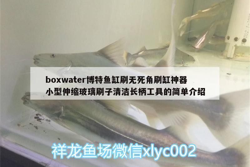 boxwater博特魚缸刷無死角刷缸神器小型伸縮玻璃刷子清潔長柄工具的簡單介紹