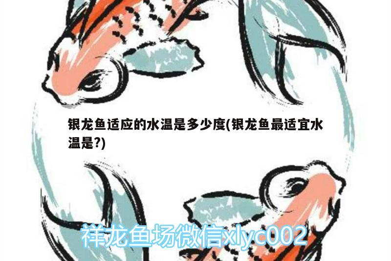 銀龍魚(yú)適應(yīng)的水溫是多少度(銀龍魚(yú)最適宜水溫是?) 銀龍魚(yú)