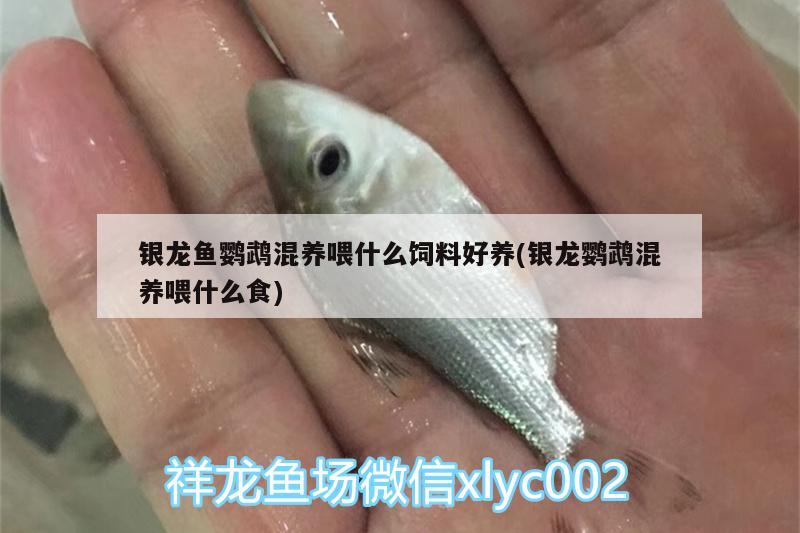 銀龍魚鸚鵡混養(yǎng)喂什么飼料好養(yǎng)(銀龍鸚鵡混養(yǎng)喂什么食) 鸚鵡魚