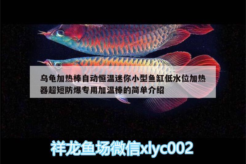 烏龜加熱棒自動(dòng)恒溫迷你小型魚缸低水位加熱器超短防爆專用加溫棒的簡(jiǎn)單介紹 烏龜