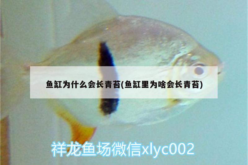 魚缸為什么會長青苔(魚缸里為啥會長青苔) 朱巴利魚苗