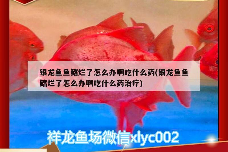 銀龍魚(yú)魚(yú)鰭爛了怎么辦啊吃什么藥(銀龍魚(yú)魚(yú)鰭爛了怎么辦啊吃什么藥治療)