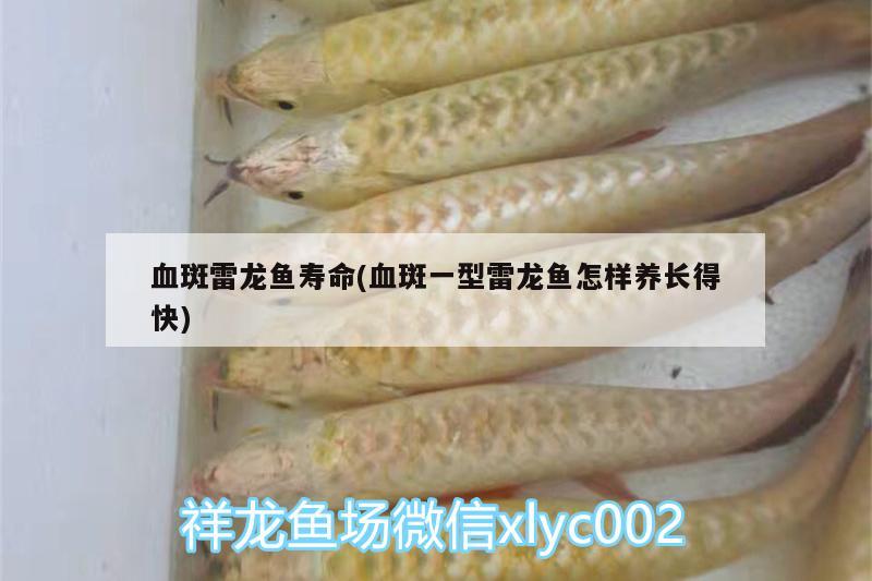 血斑雷龍魚壽命(血斑一型雷龍魚怎樣養(yǎng)長得快) 廣州水族器材濾材批發(fā)市場