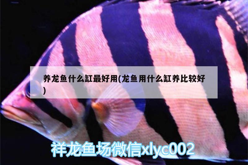 養(yǎng)龍魚什么缸最好用(龍魚用什么缸養(yǎng)比較好)