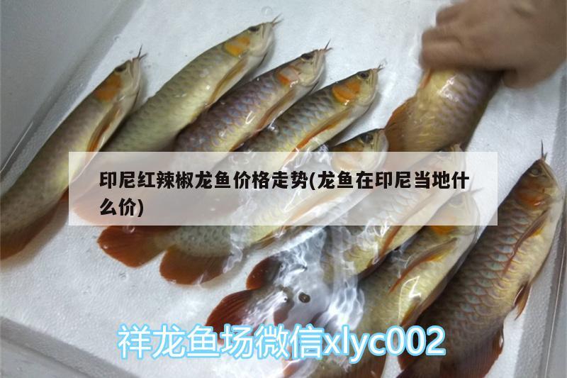 印尼紅辣椒龍魚價(jià)格走勢(龍魚在印尼當(dāng)?shù)厥裁磧r(jià))