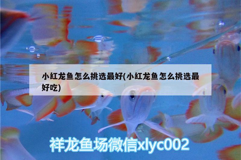 小紅龍魚怎么挑選最好(小紅龍魚怎么挑選最好吃)