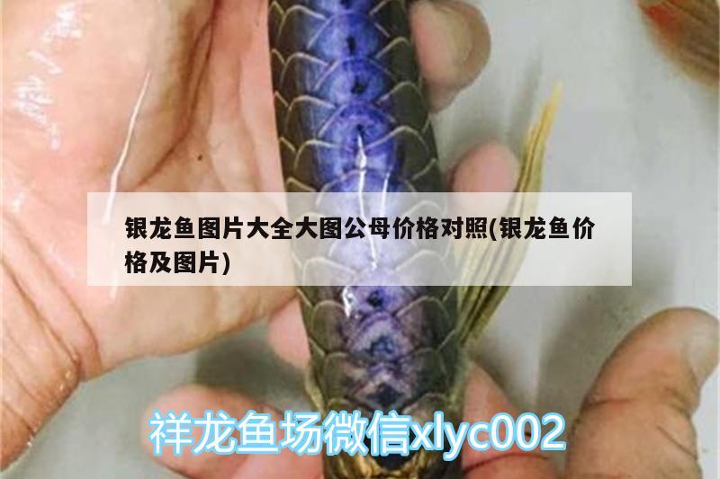 銀龍魚圖片大全大圖公母價格對照(銀龍魚價格及圖片)