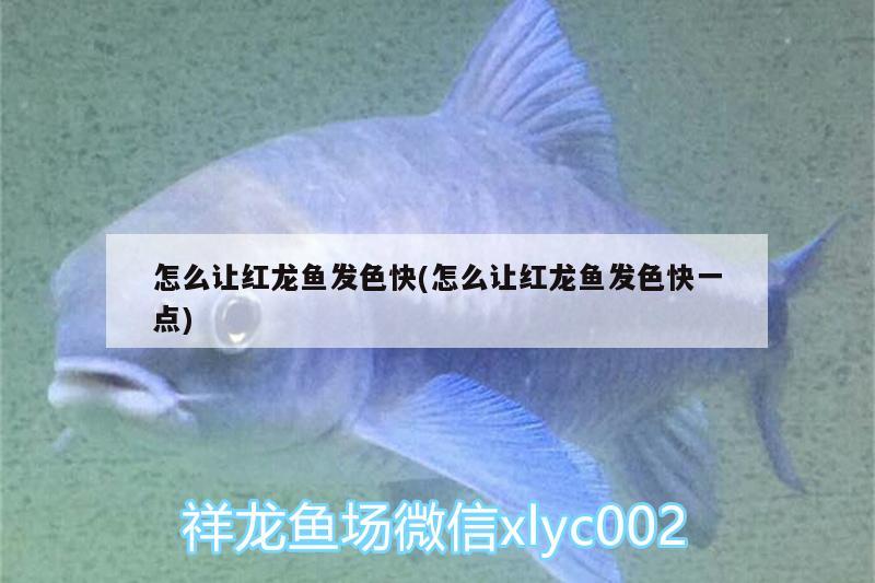 怎么讓紅龍魚發(fā)色快(怎么讓紅龍魚發(fā)色快一點(diǎn))