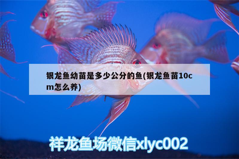 銀龍魚幼苗是多少公分的魚(銀龍魚苗10cm怎么養(yǎng))