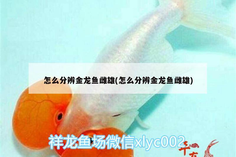 怎么分辨金龍魚雌雄(怎么分辨金龍魚雌雄) 白子銀版魚