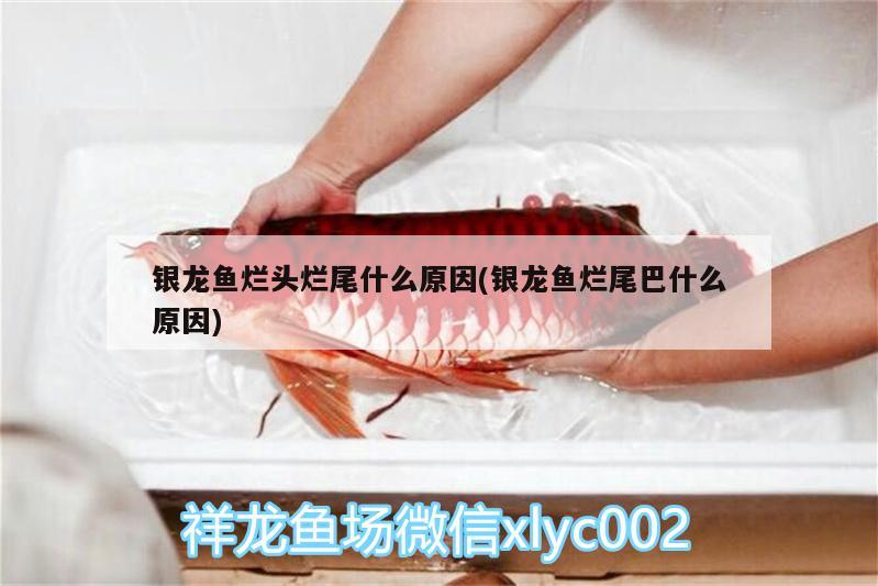 銀龍魚爛頭爛尾什么原因(銀龍魚爛尾巴什么原因) 銀龍魚百科