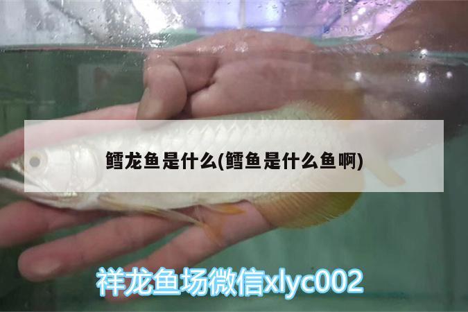 鱈龍魚是什么(鱈魚是什么魚啊) 大正錦鯉魚