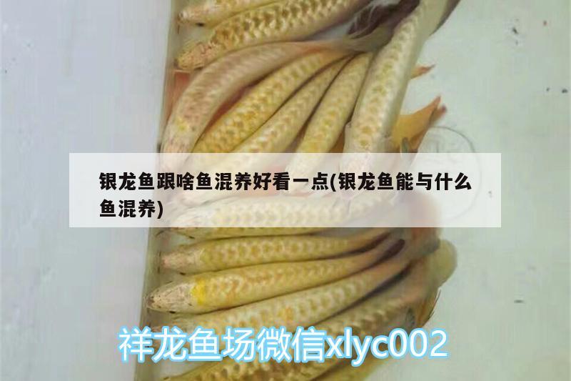 銀龍魚跟啥魚混養(yǎng)好看一點(diǎn)(銀龍魚能與什么魚混養(yǎng)) 銀龍魚