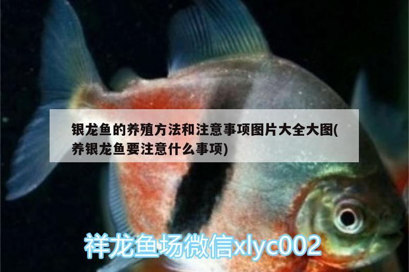 銀龍魚的養(yǎng)殖方法和注意事項圖片大全大圖(養(yǎng)銀龍魚要注意什么事項) 銀龍魚