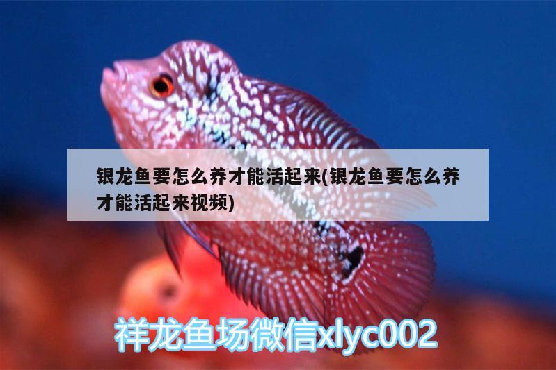 銀龍魚要怎么養(yǎng)才能活起來(銀龍魚要怎么養(yǎng)才能活起來視頻) 銀龍魚百科