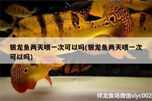 銀龍魚兩天喂一次可以嗎(銀龍魚兩天喂一次可以嗎) 銀龍魚