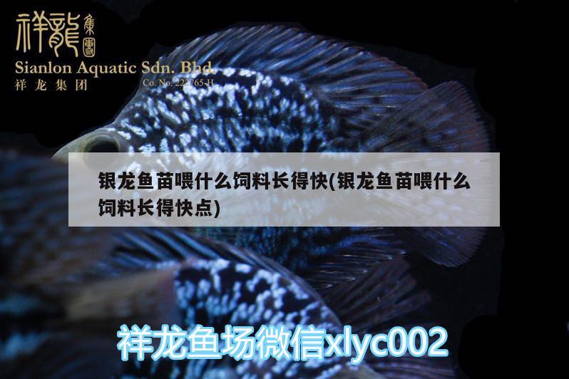 銀龍魚苗喂什么飼料長得快(銀龍魚苗喂什么飼料長得快點)