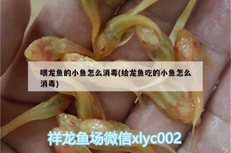 喂龍魚的小魚怎么消毒(給龍魚吃的小魚怎么消毒)