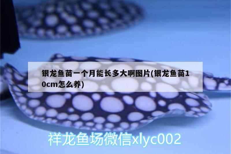 銀龍魚苗一個月能長多大啊圖片(銀龍魚苗10cm怎么養(yǎng)) 銀龍魚