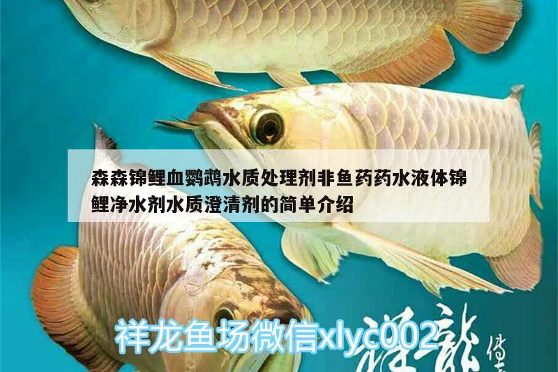 森森錦鯉血鸚鵡水質(zhì)處理劑非魚藥藥水液體錦鯉凈水劑水質(zhì)澄清劑的簡單介紹 鸚鵡魚