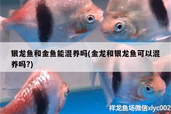 銀龍魚和金魚能混養(yǎng)嗎(金龍和銀龍魚可以混養(yǎng)嗎?)