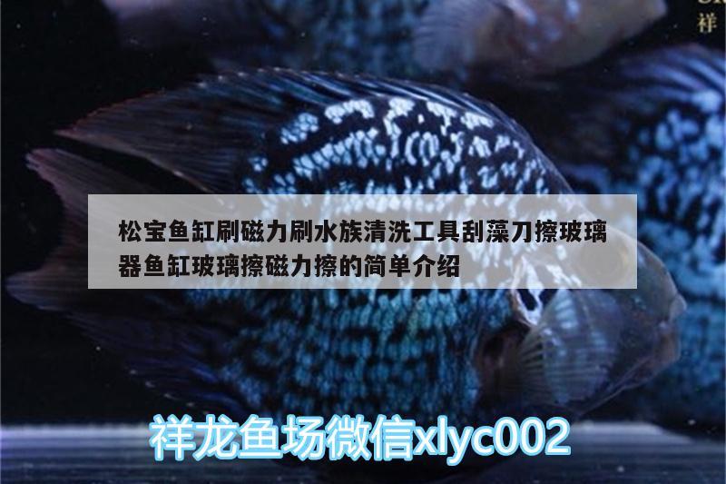 松寶魚缸刷磁力刷水族清洗工具刮藻刀擦玻璃器魚缸玻璃擦磁力擦的簡單介紹 廣州水族器材濾材批發(fā)市場