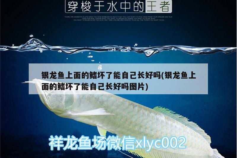 銀龍魚上面的鰭壞了能自己長好嗎(銀龍魚上面的鰭壞了能自己長好嗎圖片) 銀龍魚百科